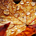 Dew Fall (3 of 10)