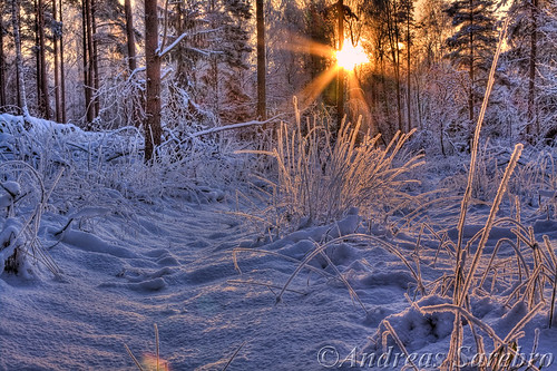 wood morning winter sun snow tree sol forest sunrise 2009 hdr arboga