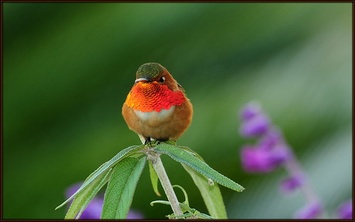 orange hummingbird allens hummer