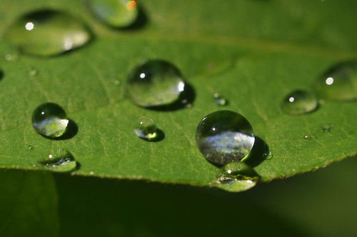 macro water leaves droplets leaf dew top20waterpix