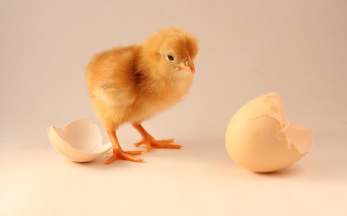 Which Came First, The Chicken or The Egg?