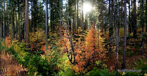 panorama usa color fall america forest us fallcolor yosemite yosemitenationalpark dogwood darvin ヨセミテ 요세미티 atkeson カリフォルニア州 darv 캘리포니아 美国加州 liquidmoonlightcom 约塞米蒂