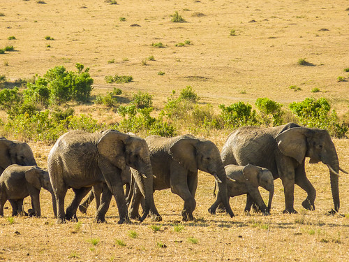 Elephants, Maasai Mara, Kenya