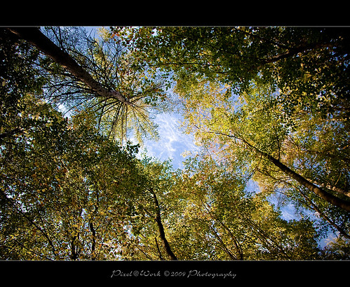 trees friends sky color scale nature forest photoshop canon landscape fun eos yahoo google flickr raw adobephotoshop oliver view angle image natur © perspective himmel sigma adobe frame landschaft wald bäume soe dymanic blick rahmen artland ontour lightroom copyrighted blickwinkel pixelwork creativephoto 1770mm naturepoetry 500px mywinners canoneos50d photoscape flickrdiamond searchthrbest sigma1770mmf2845dchsm thelightpainterssociety artofimages pixelwork©2009photography oliverhoell theacademytreealley theotherperspective allphotoscopyrighted