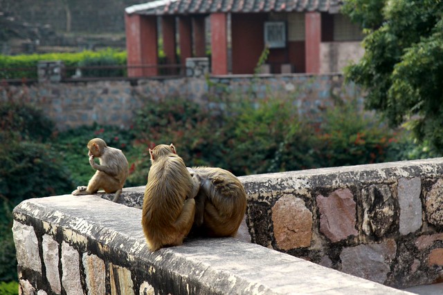 monkeys fort