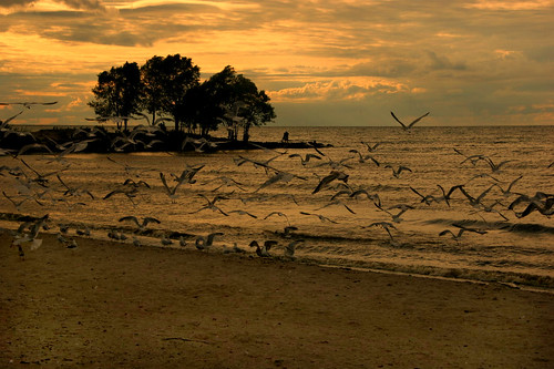 trees sunset seagulls ny newyork beach water birds flying sand rocks waves cove sony flock greatlakes rochester dslr hamlinbeachstatepark flyingbirds birdsflying a350 flockofseaguls seagulsflying flyingseaguls