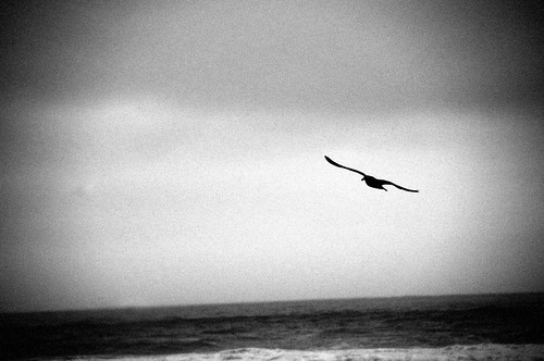 california blackwhite seagull humboldtlagoonsstatepark roadtrip2009