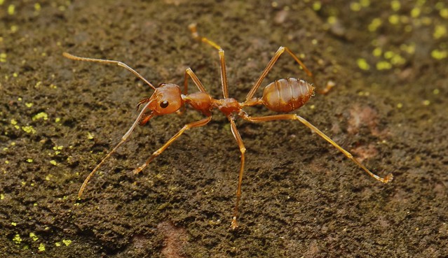 螞蟻雄兵立功越南農民放心捨殺蟲劑| 環境資訊中心