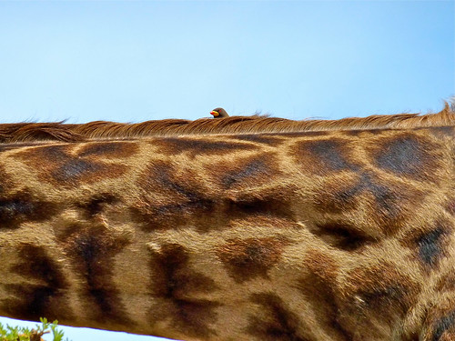 Bird on Giraffe, Maasai Mara, Kenya