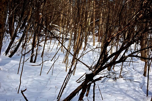 winter snow wildlifepreserve otsegolake otsegocounty edbrodzinsky