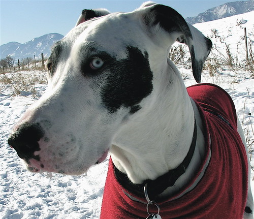 stella dog snow greatdane