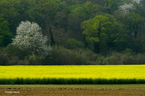 paysage campagne iledefrance printemps colza valdoise mfcc vexin