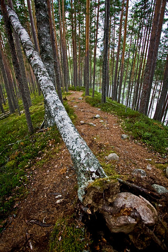 park tree forest finland woods path ridge national trunk birch ilomantsi petkeljärvi esker