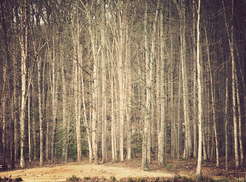 trees winter nature landscape virginia whisper bare echo bark va trunks vignette treescape prompt chrysti christyhydeck lucustshadepark