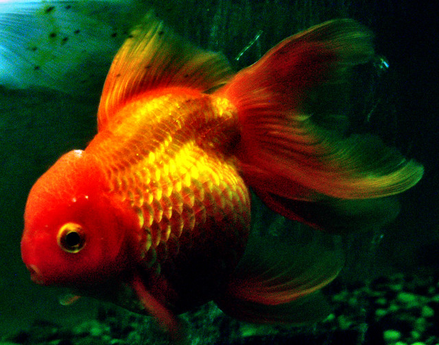 my fat goldfish Flickr Photo Sharing!
