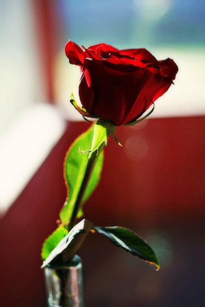 February 16, 2010: The flower of love