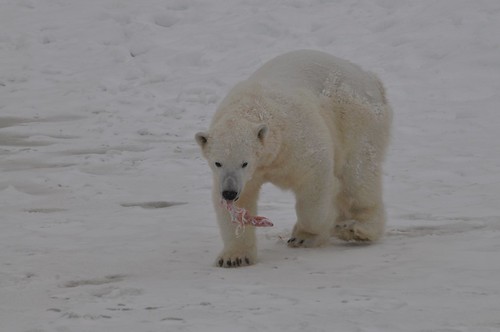 Eisbär Wilbär im Björnpark Orsa Grönklitt