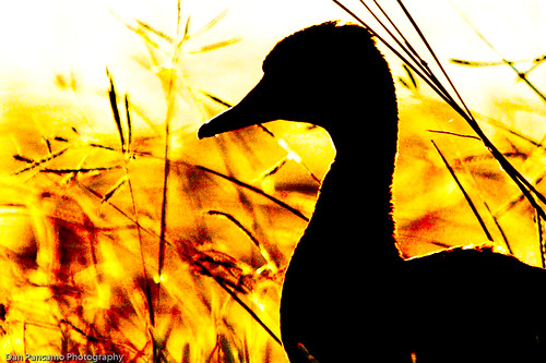 nature birds silhouette january 2010