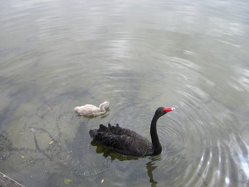 newzealand water birds rotorua lakes swans nz northisland cygnets blackswans lakerotorua