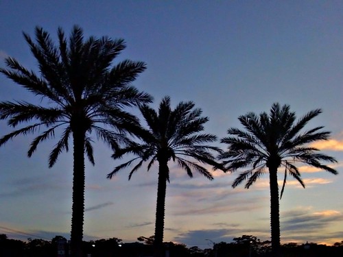 blue sunset sky black silhouette clouds palms evening three tall trio triple stately