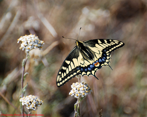 summer butterfly bug insect spring nikon wildlife sigma idaho swallowtail