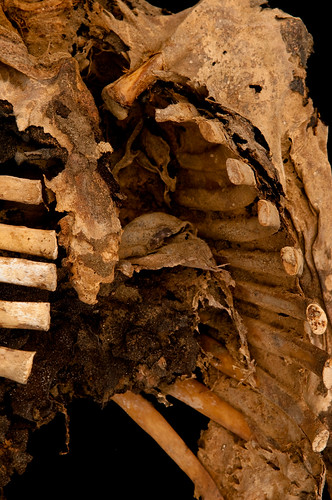 peru archaeology digital victim ribs ribcage torso remains sacrifice d300 lambayeque chotuna drhaagenklaus hansheinrichbruningmuseum haagenklaus