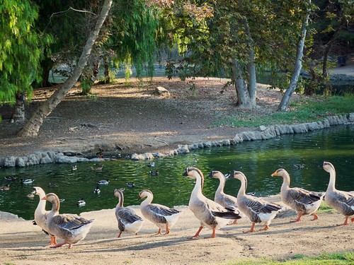 park morning sun lake sunrise geese duck pond ducks goose valley simi rancho revel