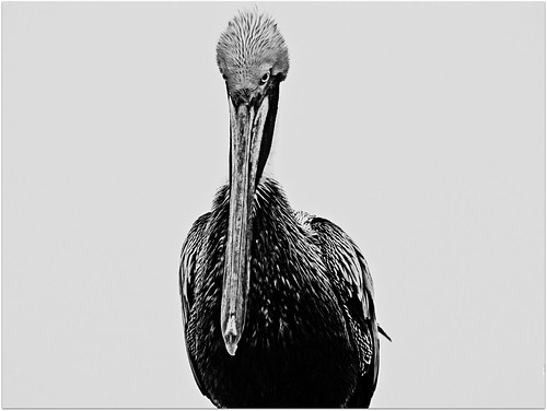ocean sea portrait blackandwhite bw bird pelicans gulfofmexico nature monochrome pier texas pelican southpadreisland southpadre canonsx10is