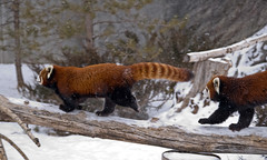 Red Panda -- Snow Frolic 2
