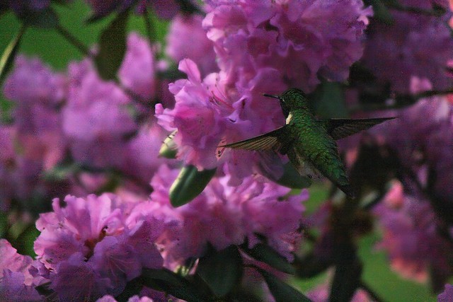 hummingbird edit