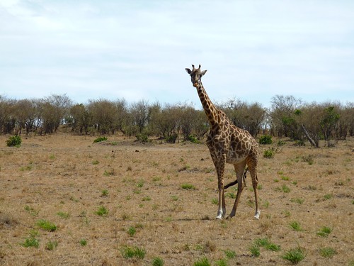 Giraffe, Maasai Mara, Kenya