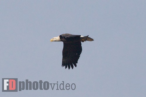 wild birds geotagged bald maryland eagles ef100400mmf4556lisusm conawingodam