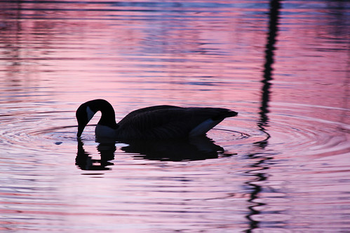 sunset lake reflection bird water canadiangoose project365 project36612010
