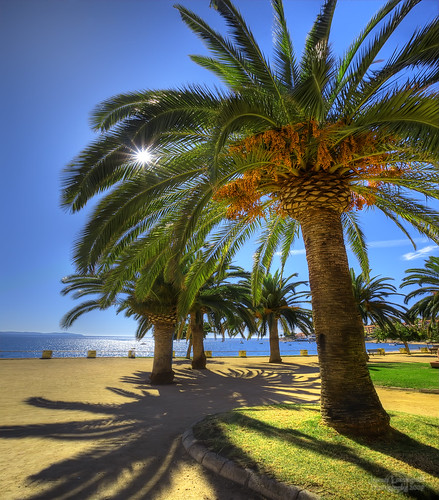 park sun france palms geotagged corsica palm napoleon bonaparte ajaccio hdr intothesun janusz leszczynski 002500 geo:lat=41912833 geo:lon=8726234