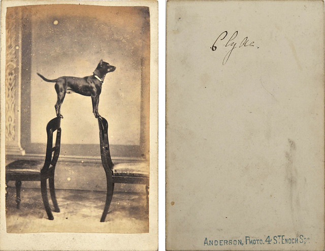 Beautiful dog portrait 'Clyde', by Anderson, Glasgow, ca 1864-5