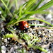 ladybug on the trail