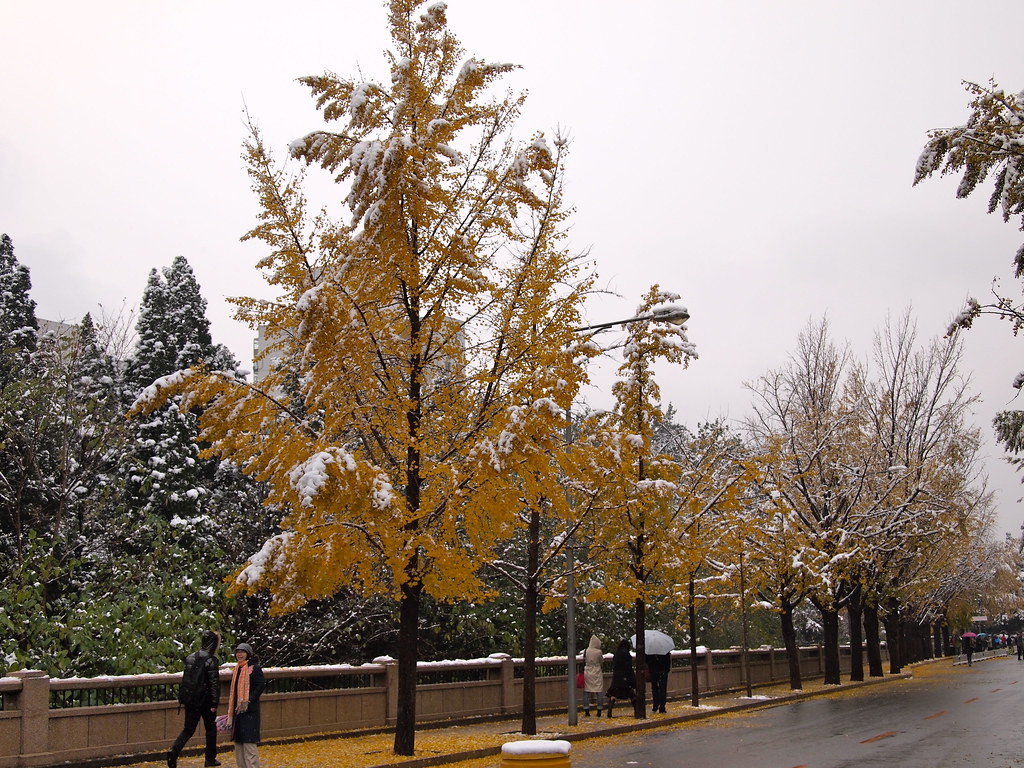 Chinese Ginkgo Tree Is a Symbol of Autumn And Long Life