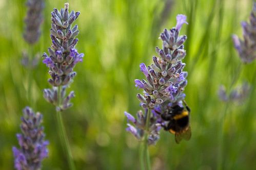 macro lavender bumblebee pritzwalk