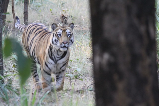 Bandhavgarh Safari : Tiger Spotting in the jungles of Bandhavgarh