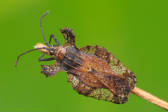 Lace bug - Tingidae Hemiptera