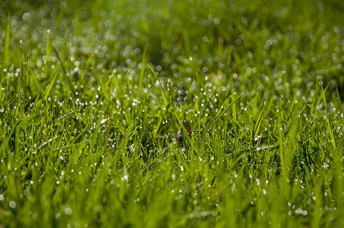 green weed nikon bokeh vert herbe humide d90 rosée nikoniste wetweed pixelistefrance gnondpommephotographie