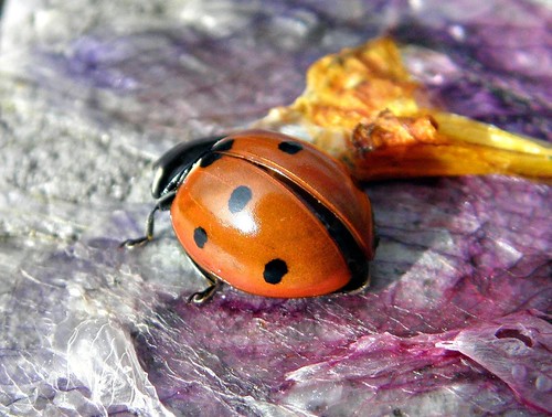nature insect ladybird ladybug lieveheersbeestje coccinellaseptempunctata