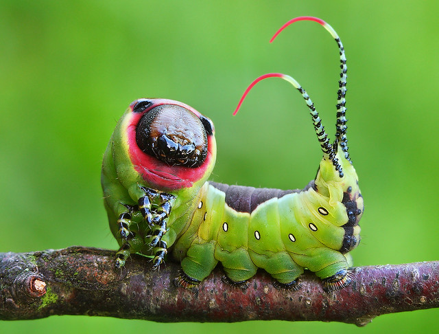 Moth Caterpillar - Cerura vinula - Mindblowing Macro Photography