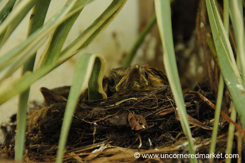 nature birds babies nest concepcion paraguay dpn elroble