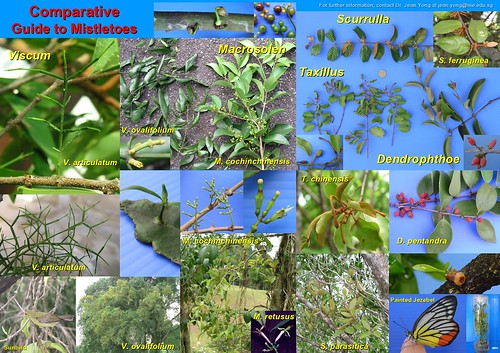 Comparative Guide to Mistletoes by JWH Yong