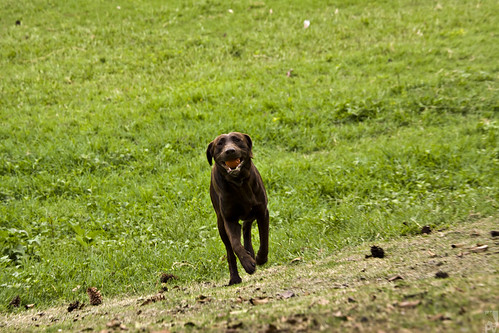 dog pet amigo friend labrador play chocolate guatemala retriever perro jugar mascota loyal leal labretriever cobrador pal1970