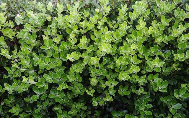 Pittosporum ralphii 'Stephens Island' | Flickr - Photo Sharing!