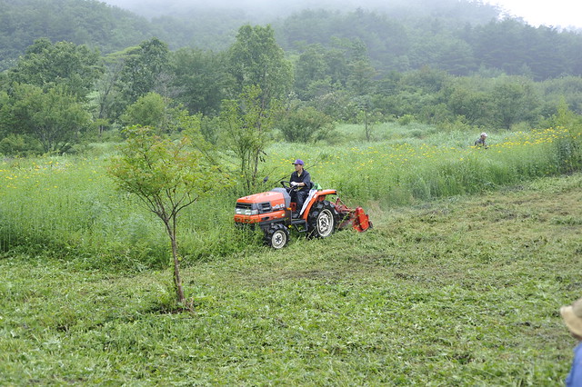 乗用の草刈り機でオオハンゴンソウをぐんぐん刈る八幡の高木さん．