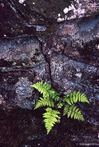 fern analog moss highresolution flora rocks hires lichen kodachrome kr clover nikonfg ligonierpennsylvania