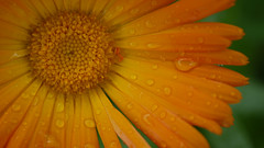 Après la pluie (orange) - Photo of Les Touches